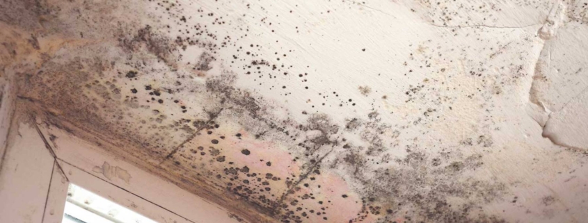 mold inspection