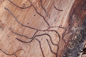 termite inspection