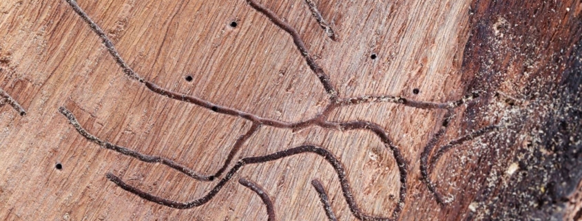 termite inspection